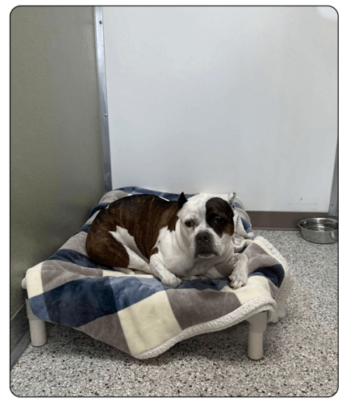 Kamp K-9 Elements-boarding