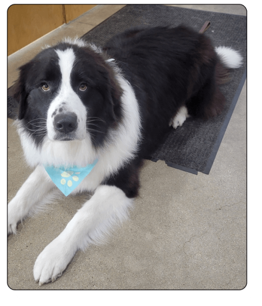 Kamp K-9 Elements-boarding4