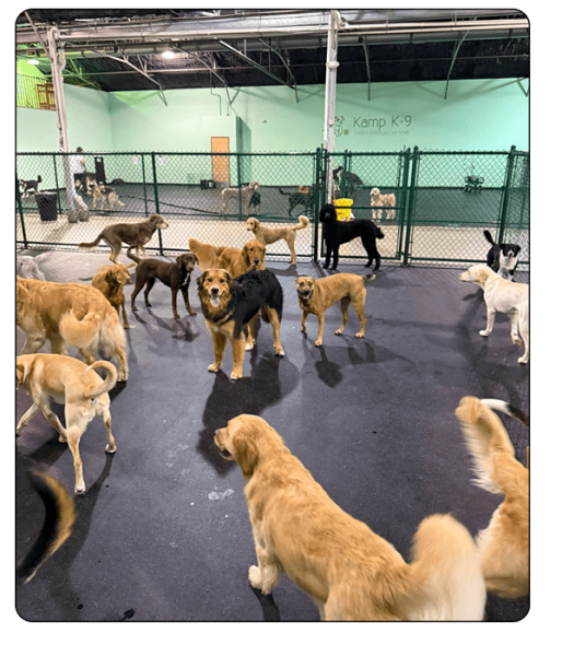 Kamp K-9 Elements - daycare