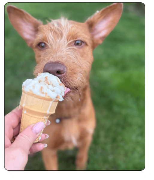 Kamp K-9 Elements - services