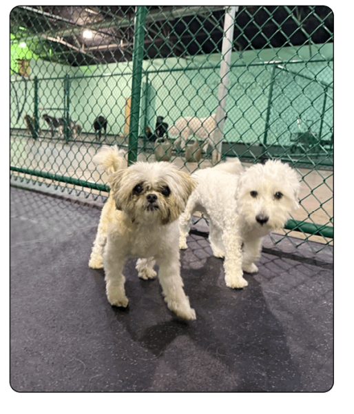 Kamp K-9 Elements - services5