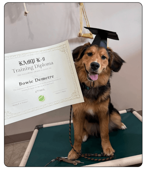 Kamp K-9 Elements- training