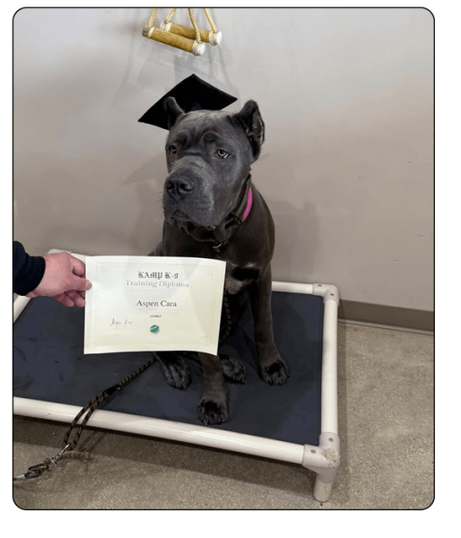 Kamp K-9 Elements- training2