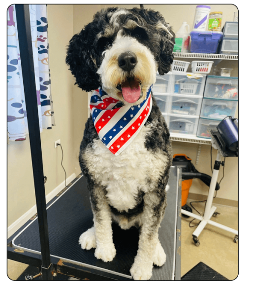 Kamp K-9 Elements_grooming