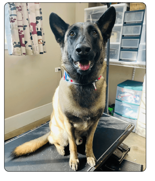 Kamp K-9 Elements_grooming3