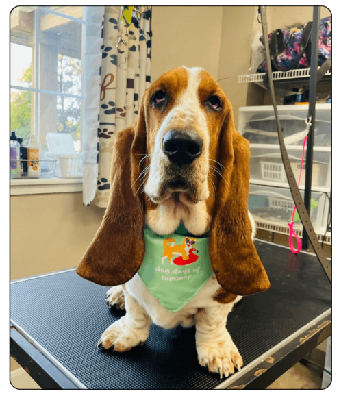 Kamp K-9 Elements_grooming5