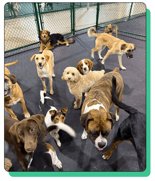 Kamp K-9 Elements_home