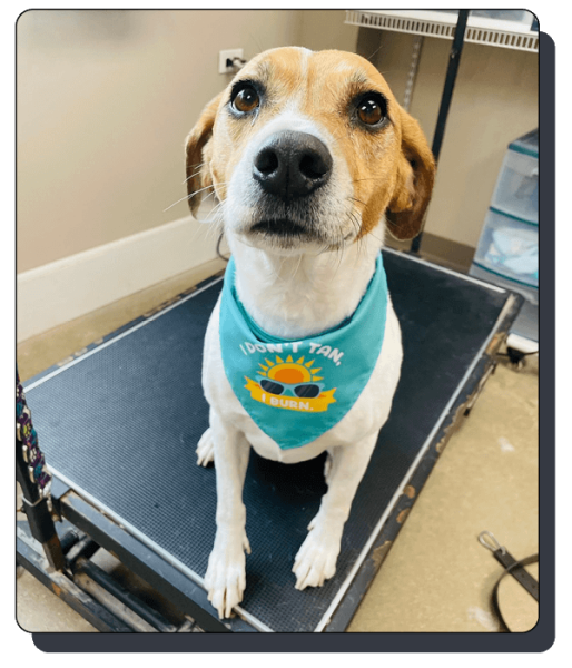 Kamp K-9 Elements_home6